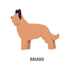 Briard or Berger de Brie