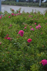 flowers in the grass