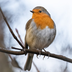 Rotkehlchen Portrait