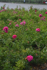 flowers in the grass