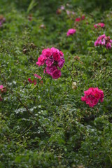 Obraz premium spring flowers in the garden