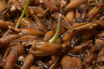 Orange sprouted grain with a green sprout close up