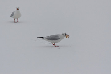 Seagull eats bread on ice on a white background on a cloudy day