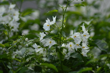 spring flowers in the garden