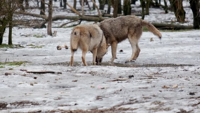 Pack of grey wolves drinking from the lake, puddle. It is cold and snowy. 