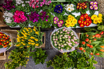 Esposizione di mazzi e piantine di fiori  per la vendita