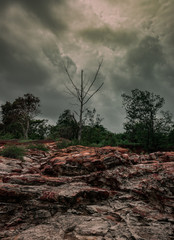 Dead tree on top of the rocky cliff