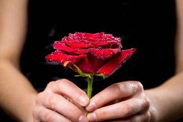 Fototapeta na wymiar Girl's hands holding wet red rose with drops