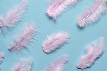 Pink pastel feathers on a blue background. Flat lay, top view.