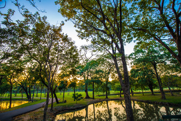Obraz premium Sunset in city public park with tree