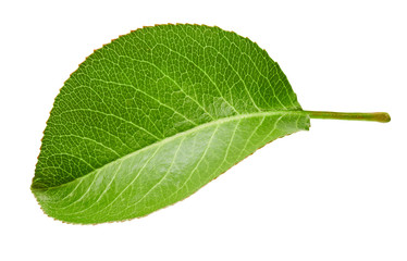 Pears leaves isolated on white