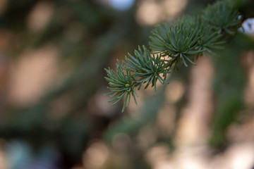 pine tree branch with cones