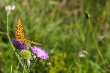 Kaisermantel, Silver-washed fritillary, Argynnis paphia