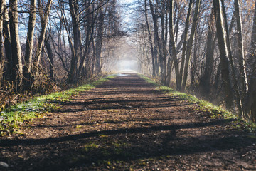 forest path in the winter morning fog on the horizon