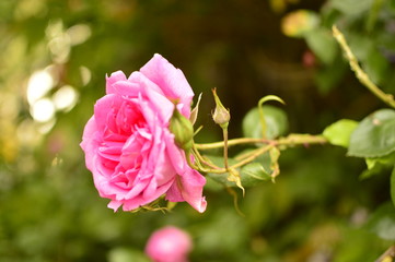 flowers in the garden