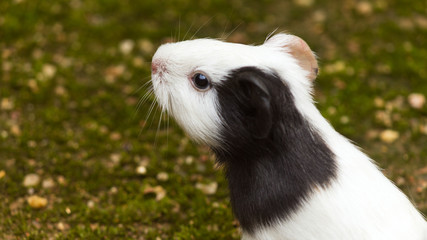 guinea pig searching for his owner.