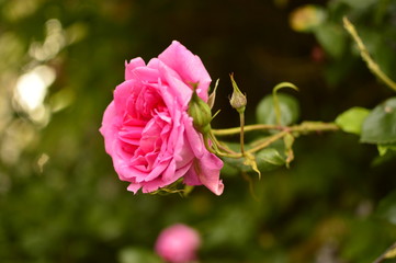 flowers in the garden