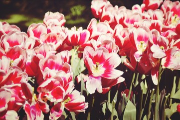 Fototapeta premium flowers in the garden