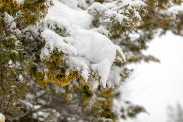 Schneebdeckter Zweig