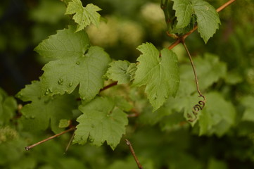 green leaves of grapes