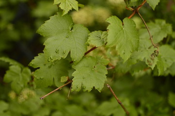 flowers in the garden