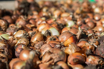Yellow onion, background