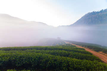 Nature landscape sunrise with fog in morning tea field