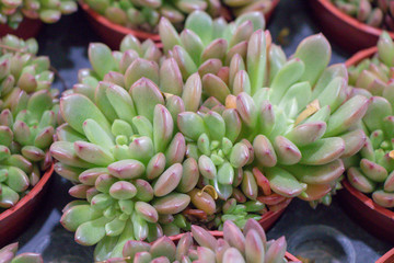 Close up Echeveria succulent plant.