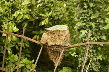 spring flowers in the garden