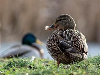 o czym myślą kaczki © Henryk Olszewski