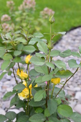 flowers in the garden
