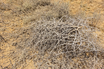 The tumbleweed grass is ready to travel. It grows in the steppe areas, leaves after dying off the round, dried parts that roll with the wind, scattering seeds