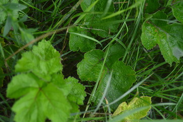 flowers in the garden
