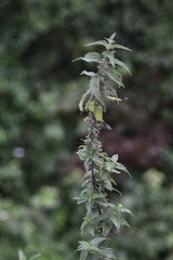 flowers in the garden