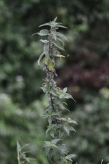 flowers in the garden