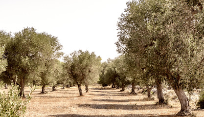 Olive trees in Apulia, Italy