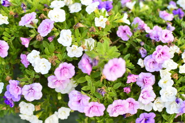 flowers in the garden