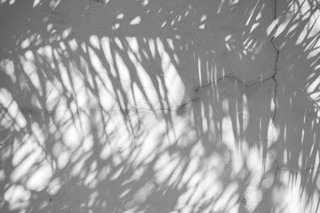 Black and White abstract background textuer of shadows leaf on a concrete wall