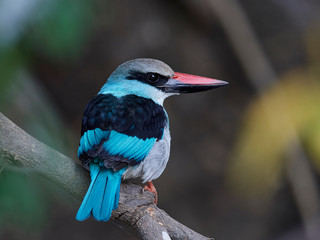 Blue-breasted kingfisher (Halcyon malimbica)