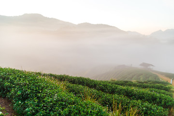 Tea plantation field on mountain hill in morning with fog