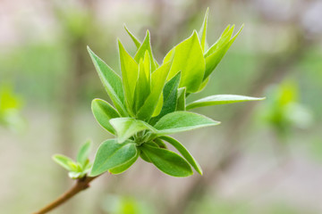 Lilac spring young leaves on branch on a blurred background