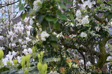 flowers in the garden