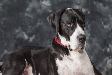 Great Dane