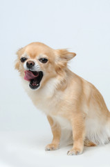 Obraz premium little dog