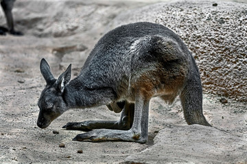 Eastern grey kangaroo or giant kangaroo. Latin name - Macropus giganteus	