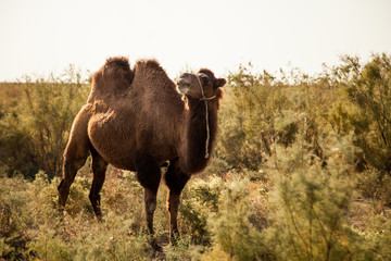 Bactrian camel