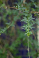 flowers in garden