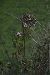 flowers in garden