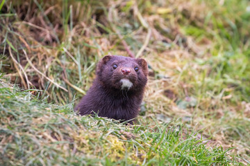 American Mink. Head looking out from grass.
