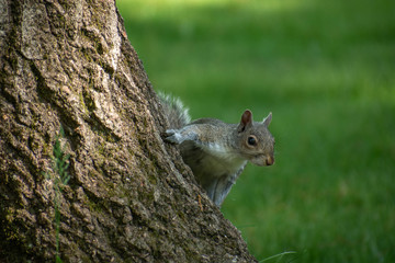 Squirrel
